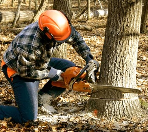 Tree Removal in Midlothian, TX